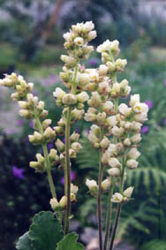 Heuchera cylindrica